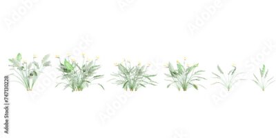 Papier peint  Strelitzia reginae trees on transparent background, for illustration, digital composition, and architecture visualization