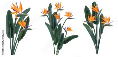 Papier peint  Strelitzia Reginae tropical flower bouquets set