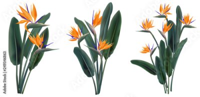 Papier peint  Strelitzia Reginae tropical flower bouquets set