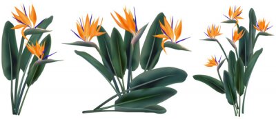 Papier peint  Strelitzia Reginae tropical flower bouquets set