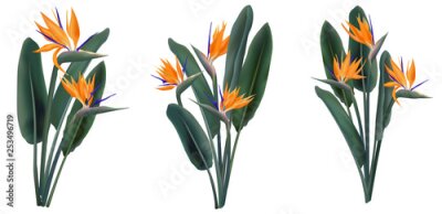 Papier peint  Strelitzia Reginae tropical flower bouquets set