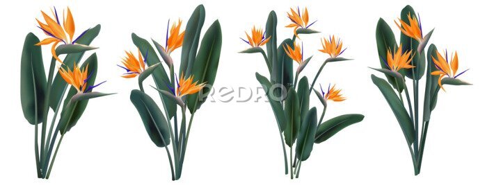 Papier peint  Strelitzia Reginae tropical flower bouquets set