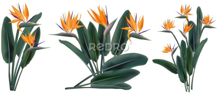 Papier peint  Strelitzia Reginae tropical flower bouquets set