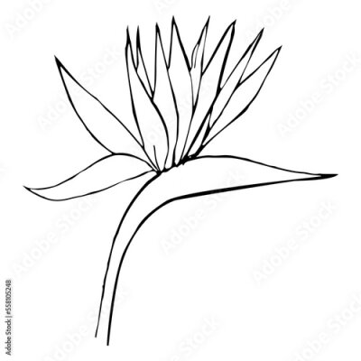 Papier peint  Strelitzia reginae tropical flower. Flowering plant also known as crane flower or bird of paradise. Hand drawn line vector illustration