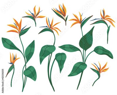 Papier peint  Strelitzia reginae tropical flower set. Hand drawn vector illustration. Collection of exotic plants. Botanical cliparts isolated on white. Bright elements for design, card, print, decor, sticker, wrap