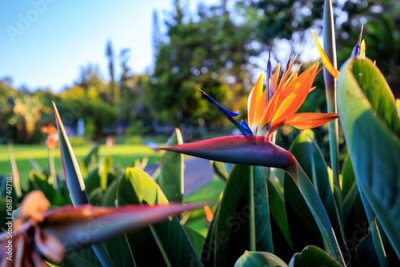 Papier peint  Strelitzia reginae, tropical flowers in Madeira, Portugal. Symbol of Madeira Island. Floral wallpaper.