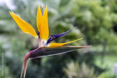 Papier peint  Strelitzia reginae, un détail monocotylédones des plantes à fleurs.