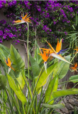 Papier peint  Strelitzia Reginae, un oiseau de paradis