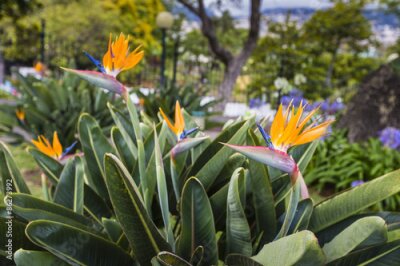 Papier peint  Strelitzia reginae, un oiseau de paradis
