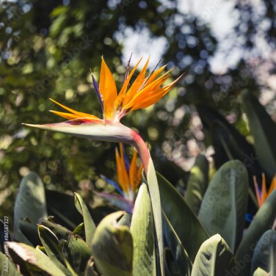 Papier peint  Strelitzia reginae, un oiseau de paradis