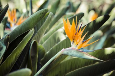 Papier peint  Strelitzia reginae, un oiseau de paradis
