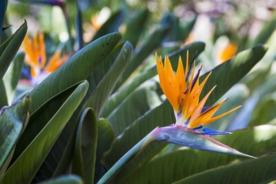 Papier peint  Strelitzia reginae, un oiseau de paradis