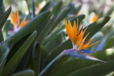 Papier peint  Strelitzia reginae, un oiseau de paradis