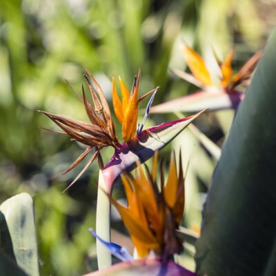 Papier peint  Strelitzia reginae, un oiseau de paradis