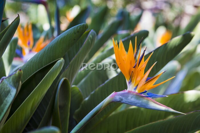 Papier peint  Strelitzia reginae, un oiseau de paradis