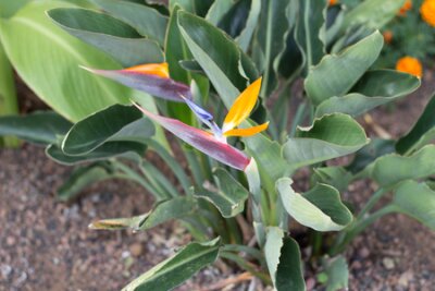 Papier peint  Strelitzia Reginae, un oiseau de paradis (La Palma, Îles Canaries)
