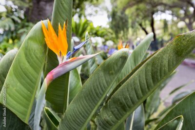 Papier peint  Strelitzia Reginae, un oiseau du paradis