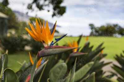 Papier peint  Strelitzia Reginae, un oiseau du paradis