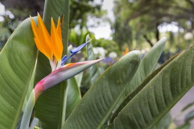 Papier peint  Strelitzia Reginae, un oiseau du paradis