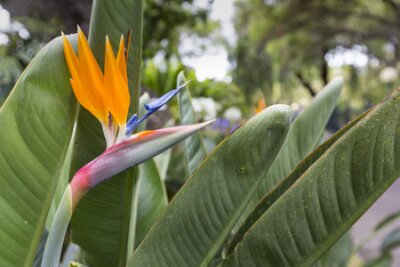 Papier peint  Strelitzia Reginae, un oiseau du paradis