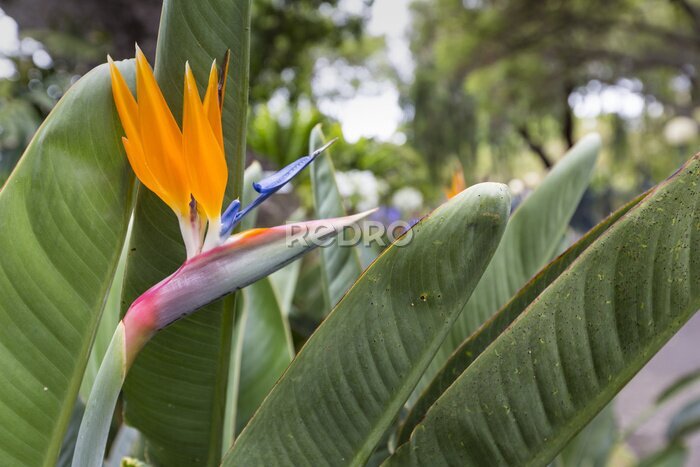 Papier peint  Strelitzia Reginae, un oiseau du paradis