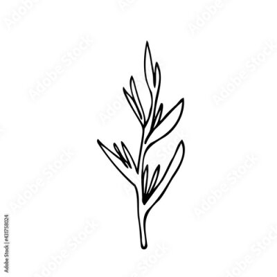Papier peint  Strelitzia reginae - vector doodle drawing. Black outline illustration of bird of paradise flower