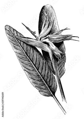 Papier peint  Strelitzia Reginae vintage illustration.