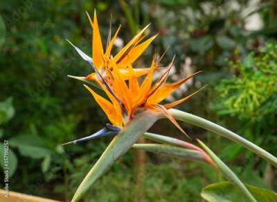 Papier peint  Strelitzia Reginea, bird of paradise flower