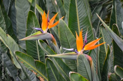 Papier peint  Strelitzia regna – a species of large, ornamental plant from the Strelitziaceae family, with an original, dorsal structure and contrasting colors of flowers: orange and blue in Belini Park in Catania