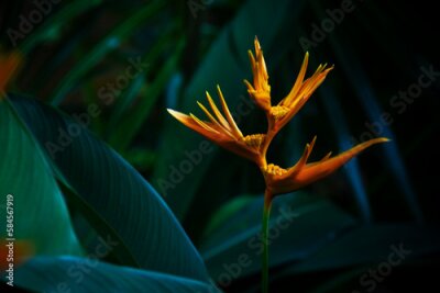 Papier peint  Strelitzia retinae, Bird of paradise foliage (Heliconia leaf),Tropical leaves The foliage in the tropical forest is refreshing, the banana leaves have a dark dark botanical color. Vintage.