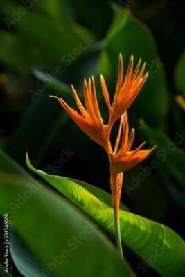 Papier peint  Strelitzia retinae, Bird of paradise foliage (Heliconia leaf),Tropical leaves The foliage in the tropical forest is refreshing, the banana leaves have a dark dark botanical color. Vintage.