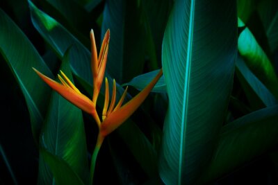 Papier peint  Strelitzia retinae, Bird of paradise foliage (Heliconia leaf),Tropical leaves The foliage in the tropical forest is refreshing, the banana leaves have a dark dark botanical color. Vintage