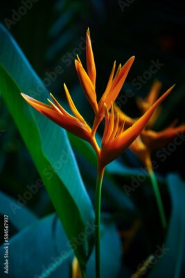 Papier peint  Strelitzia retinae, Bird of paradise foliage (Heliconia leaf),Tropical leaves The foliage in the tropical forest is refreshing, the banana leaves have a dark dark botanical color. Vintage.
