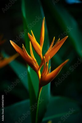 Papier peint  Strelitzia retinae, Bird of paradise foliage (Heliconia leaf),Tropical leaves The foliage in the tropical forest is refreshing, the banana leaves have a dark dark botanical color. Vintage.