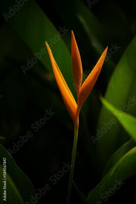 Papier peint  Strelitzia retinae, Bird of paradise foliage (Heliconia leaf),Tropical leaves The foliage in the tropical forest is refreshing, the banana leaves have a dark dark botanical color. Vintage