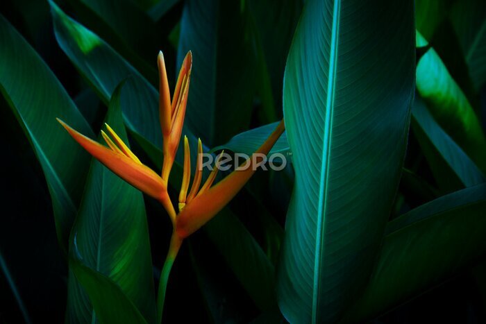 Papier peint  Strelitzia retinae, Bird of paradise foliage (Heliconia leaf),Tropical leaves The foliage in the tropical forest is refreshing, the banana leaves have a dark dark botanical color. Vintage