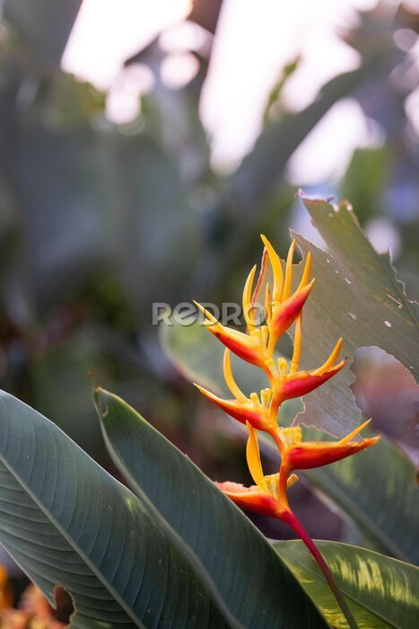 Papier peint  Strelitzia retinae, Bird of paradise foliage (Heliconia leaf),Tropical leaves The foliage in the tropical forest is refreshing, the banana leaves have a dark dark botanical color. Vintage.