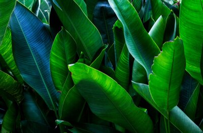 Papier peint  Strelitzia retinae foliage, Bird of paradise foliage (Heliconia leaf)Tropical leaf texture in garden,abstract nature green background.