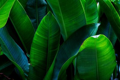 Papier peint  Strelitzia retinae foliage, Bird of paradise foliage (Heliconia leaf)Tropical leaf texture in garden,abstract nature green background.