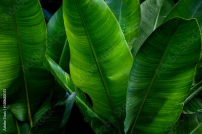 Papier peint  Strelitzia retinae foliage, Bird of paradise foliage (Heliconia leaf)Tropical leaf texture in garden,abstract nature green background.