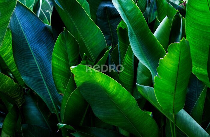 Papier peint  Strelitzia retinae foliage, Bird of paradise foliage (Heliconia leaf)Tropical leaf texture in garden,abstract nature green background.