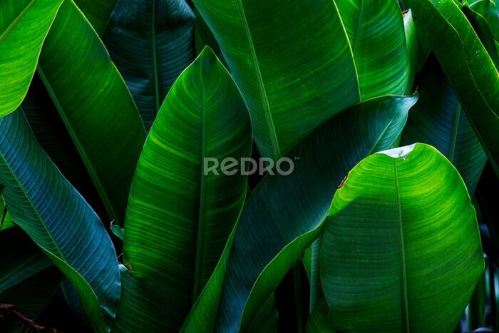 Papier peint  Strelitzia retinae foliage, Bird of paradise foliage (Heliconia leaf)Tropical leaf texture in garden,abstract nature green background.