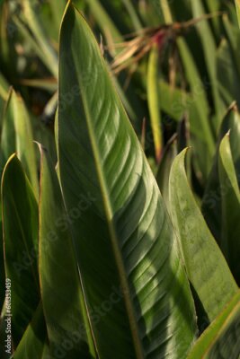 Papier peint  Strelitzia retinae foliage leaves