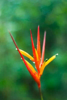Papier peint  Strelitzia rouge