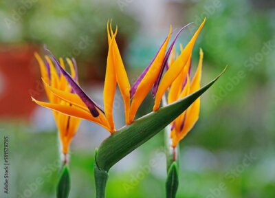 Papier peint  Strelitzia Royal