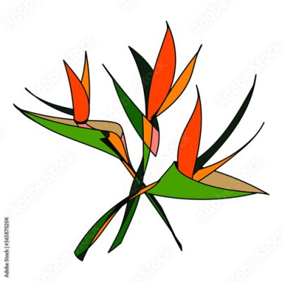 Papier peint  Strelitzia royal, an abstract image of a bouquet of three flowers. Vector isolated drawing. Green and orange on a white background.
