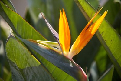 Papier peint  Strelitzia royal buds, bright orange flower resembling bird's head. its pollinators are not insects, but nectar birds. birthplace of strelitzia is South Africa, where this flower is called crane