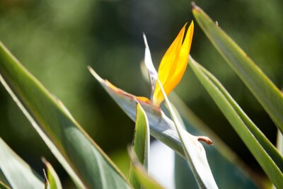 Papier peint  Strelitzia royal buds, bright orange flower resembling bird's head. its pollinators are not insects, but nectar birds. birthplace of strelitzia is South Africa, where this flower is called crane