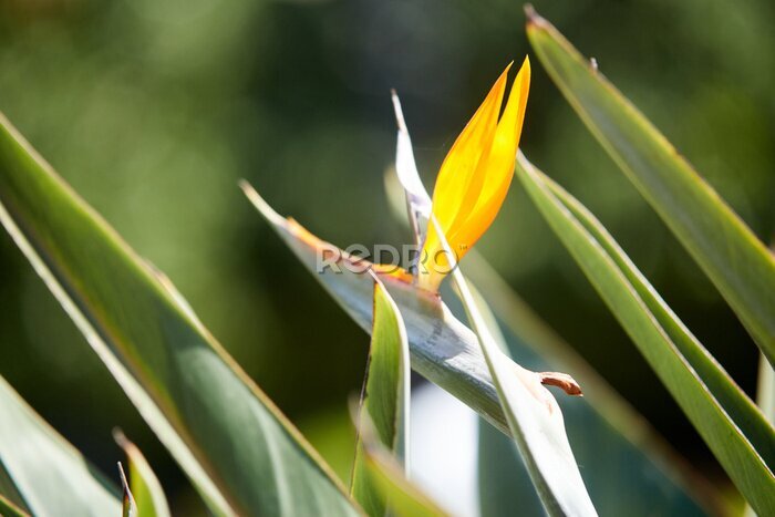 Papier peint  Strelitzia royal buds, bright orange flower resembling bird's head. its pollinators are not insects, but nectar birds. birthplace of strelitzia is South Africa, where this flower is called crane