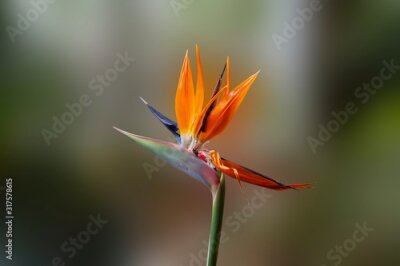 Papier peint  Strelitzia royal flower